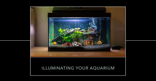 An Illuminated Guide: Aquarium Lighting Tips