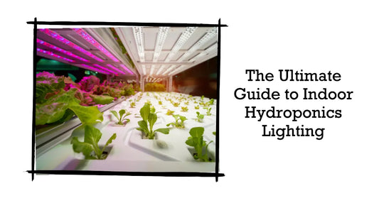 Indoor Hydroponics Lighting Guide: From Seedlings to Harvest