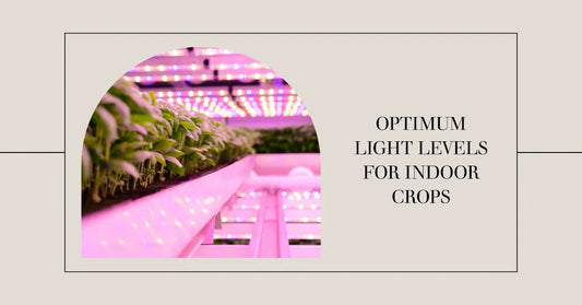Optimum Light Levels for Indoor Crops: Vital Insights for Home-growers