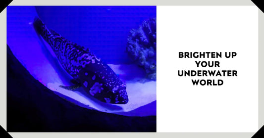 Unveiling The Underwater Beauty: Brightening Marine Life with LED Lights