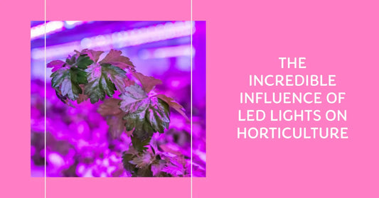 The Incredible Influence of LED Lights on Horticulture Growth