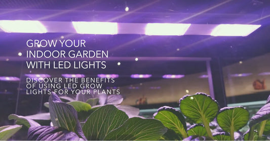 Utilizing LEDs for Indoor Gardening: The Future of Lighting Technology in Gardening