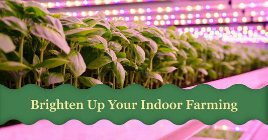 The Importance of Lighting in Indoor Farming