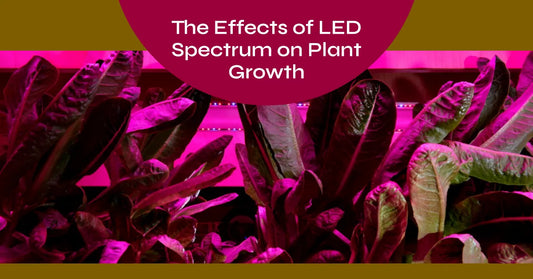 Understanding the Impact: The Effects of LED Spectrum on Plants