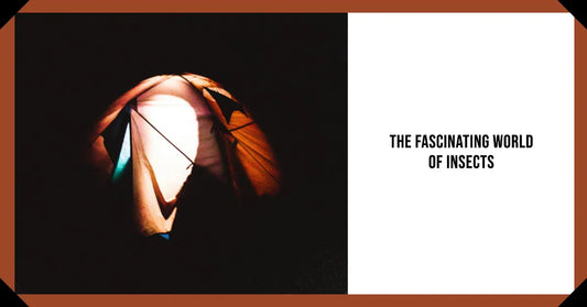 The Fascinating World of Insects and their Attraction to Lights